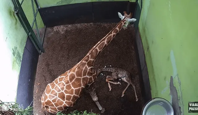 Desliza para ver los detalles de este video viral publicado en YouTube. Foto: Captura.