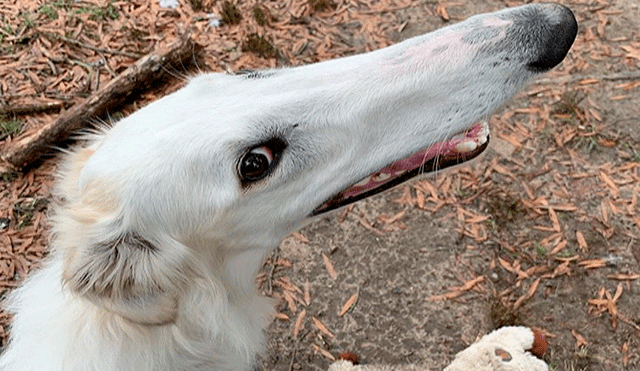 Conoce a Eris, la perrita con el hocico más largo del mundo que ha sorprendido a miles [VIDEO]