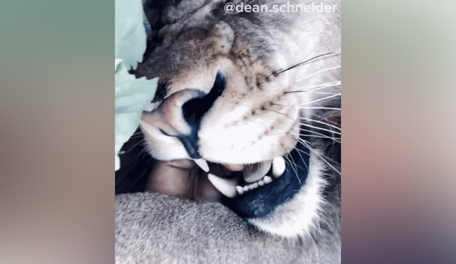 Desliza hacia la izquierda para ver la reacción que tuvo un enorme león con su amo. Escena viral de YouTube.