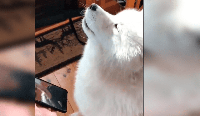 Video es viral en Facebook. Cuidador del can le enseño el celular con la videollamada y el animal tuvo una emotiva reacción al ver la cara de su amo.