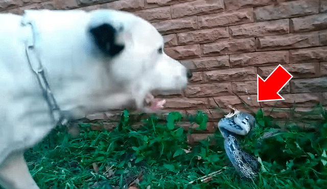 Un hombre grabó en un video viral de Facebook el brutal enfrentamiento entre un perro callejero y una serpiente venenosa, que salió de su escondite en Tailandia.