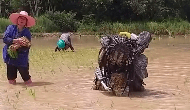 Facebook viral:‘Depredador’ aparece cosechando arroz y causa furor entre campesinos [VIDEO] 