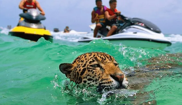 Denuncian a agencias de turismo por obligar a jaguares a nadar encadenados con los turistas 