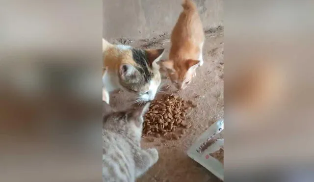 Desliza las imágenes para ver la increíble reacción de estos gatitos al probar alimento luego de varios días de pasar hambre. Foto: captura de TikTok/curhatan_mpus