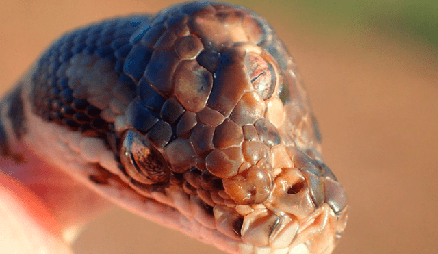 Facebook viral: encuentran misteriosa serpiente ‘mutante’ de tres ojos y luce así [FOTOS]