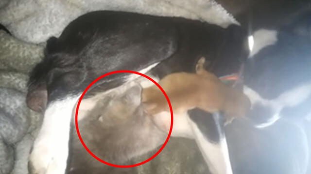 Facebook: perra adopta a gato callejero luego de perder trágicamente a su cría