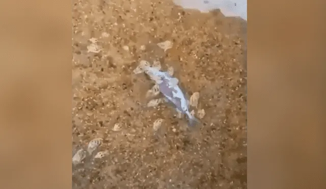 Facebook viral: arroja pez muerto en desolado estanque y surgen misteriosas criaturas para devorarlo
