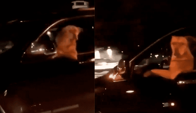 Facebook: mujeres graban a perro "manejando" una camioneta 4x4 en plena carretera [VIDEO]