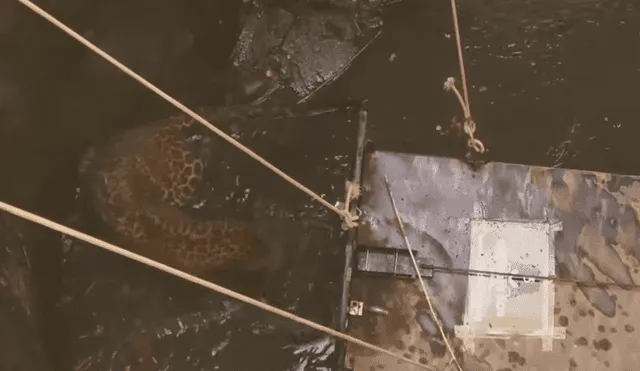 YouTube viral: dos enorme leopardos caen a un pozo de 5 metros tras pelear por sus tierras [VIDEO]