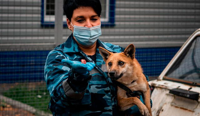 Un empleado del servicio canino de Aeroflot Airlines de Rusia entrena a un perro para detectar el coronavirus y explosivos. Foto: AFP