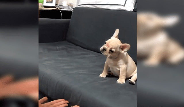 En YouTube, una chica ayudó a su adorado cachorro a que supere su fobia a las alturas con un gran salto.