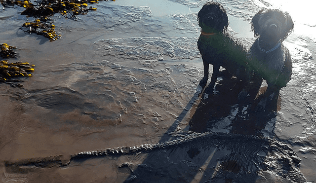 Perros hallan el esqueleto de un animal prehistórico en la orilla de una playa  