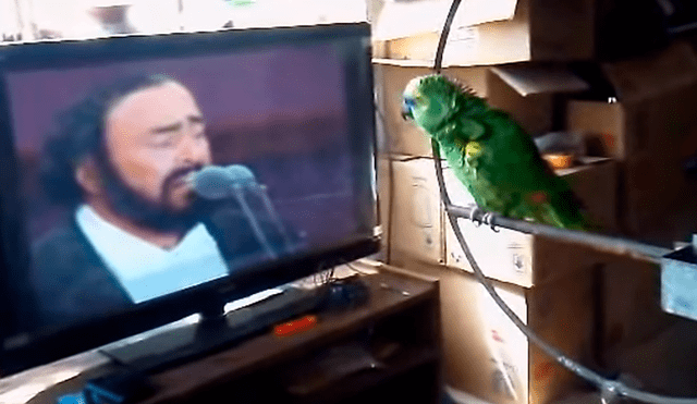 YouTube: Talentoso loro canta como Pavarotti y sorprende al mundo entero