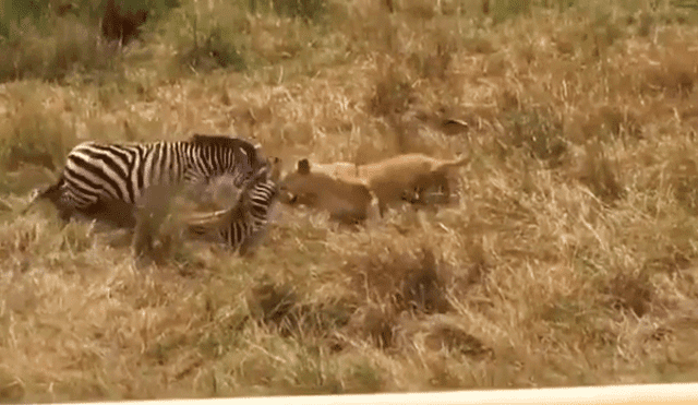 YouTube viral: Cebra bebé casi es devorada por leona pero su madre saltó al rescate [VIDEO] 