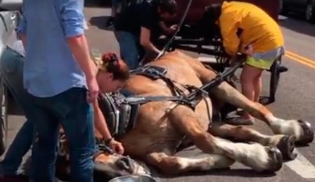 Facebook: caballo se desvanece al llevar un carruaje lleno de turistas [VIDEO]