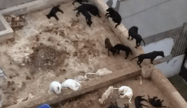 Perros viven en estado deplorable en Pueblo Libre | VIDEO 
