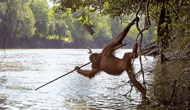 Orangután es captado pescando con una lanza en Borneo, Indonesia.