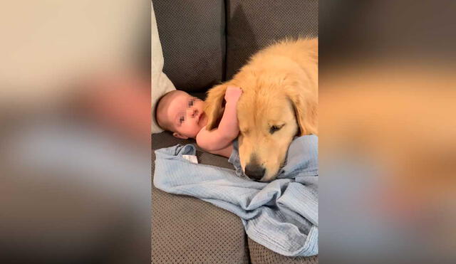 Desliza las imágenes para ver la emotiva escena que protagonizó este bebé al lado de la mascota de su mamá. captura de YouTube/ViralHog