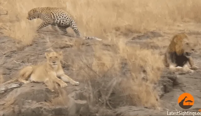 Leones rodean a leopardo para matarlo y el impensado final sorprendente a todos [VIDEO]