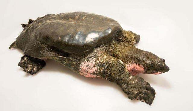 Solo tres tortugas de Swinhoe quedan en todo el mundo [FOTOS]