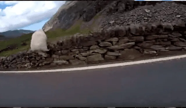 YouTube viral: motociclista pasa momentos de terror cuando casi atropella a enigmática criatura [VIDEO]