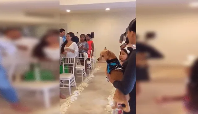 En YouTube, unos jóvenes decidieron unir a sus queridas mascotas en matrimonio y organizaron una especial ceremonia.
