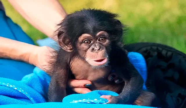Desliza las imágenes para ver la tierna escena del bebe chimpancé sonriéndole a sus cuidadores. Foto: captura de YouTube