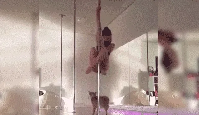 YouTube viral: bella joven hace sexy baile de ‘pole dance’ y su perro le arruina su presentación [VIDEO]