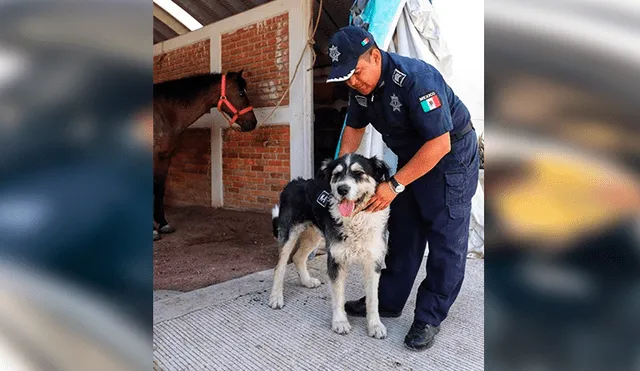 Desliza las imágenes hacia la izquierda para observar las labores de un perro que fue acogido por un grupo de policías.