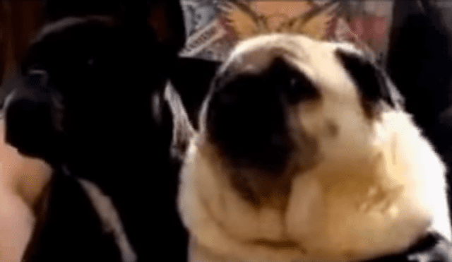 YouTube Viral: Perro Pug que llama a "Batman" hace reír a miles [VIDEO]