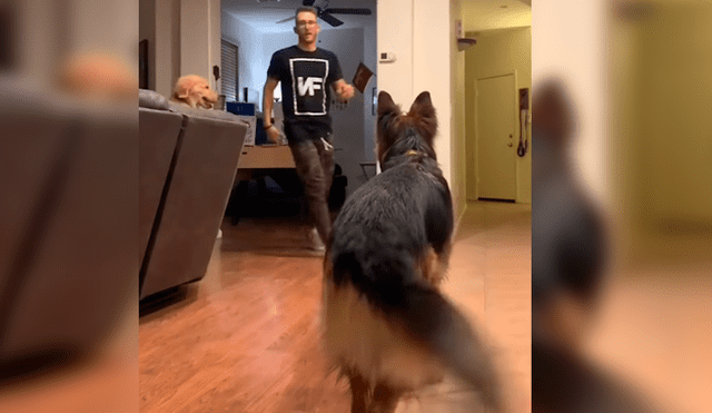 Hombre se desvaneció delante de sus mascotas para ver cómo reaccionaban en caso necesitara ayuda. El curioso desenlace se hizo viral en Facebook