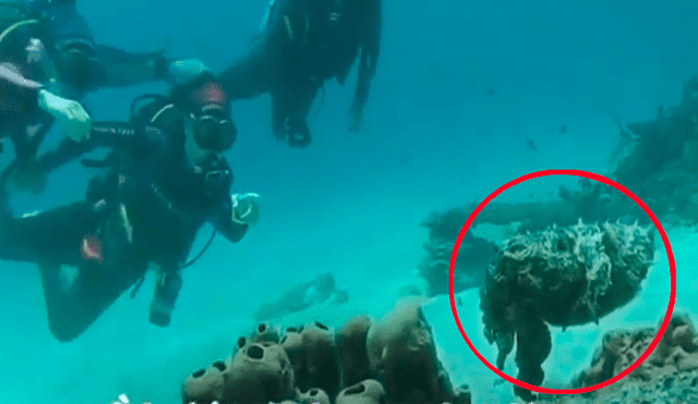 Un video viral de Facebook grabó la mutación de una extraña criatura que usó camuflaje de piedra para engañar a sus presas en las profundidades marítimas.