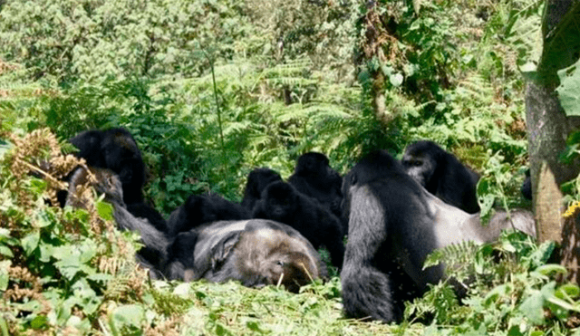 Rayo mata a gorilas considerados en peligro de extinción 