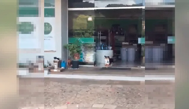 ‘Perrito’ roba comida de Petshop y causa sensación en las redes sociales [VIDEO]