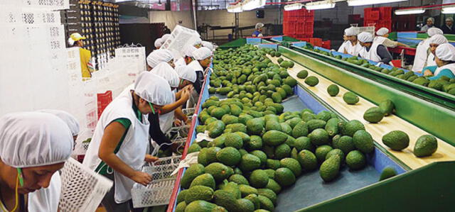 Exportación de frutas y hortalizas creció 9,4% en enero-mayo de este año