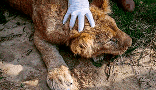 Mutilan garras a una leona para que visitantes puedan jugar con ella [VIDEO]