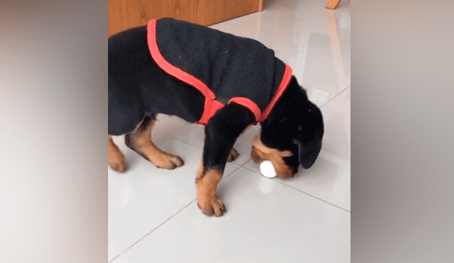 Desliza las imágenes para ver la peculiar reacción que tuvo un cachorro al recibir un huevo de parte de su dueña. Fotocapturas: candecondex/TikTok