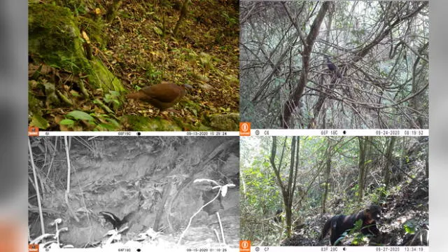 Especies de aves y mamíferos en bosques de Amazonas