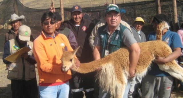 Comunidad de Apurímac es repoblada con vicuñas a fin de fortalecer sector ganadero.