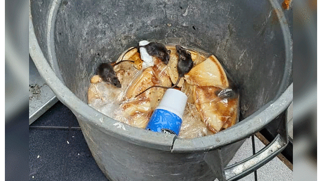 Las ratas rondaban en los basureros. Foto: Stephen Christopher Estrada / Facebook.