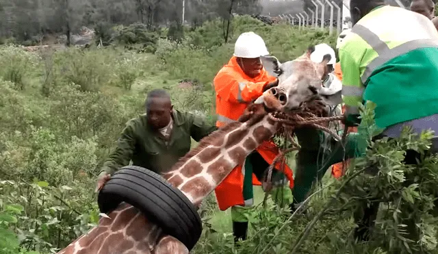 La jirafa fue anestesiada con un dardo para hacer menos riesgosa la operación de rescate. Foto: Newsflare / YouTube