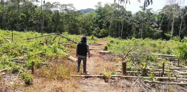 San Martín: dos hectáreas de bosques de área natural fueron talados