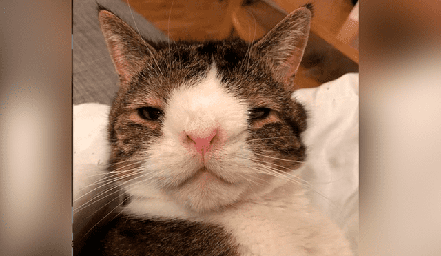 Instagram: miles de usuarios conmovidos con la historia de tierno gato con síndrome de Down [FOTOS] 