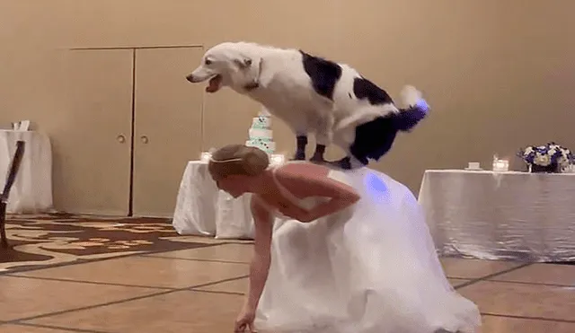 En Facebook, una chica sorprendió a los invitados de su boda tras realizar una increíble coreografía con su perro.