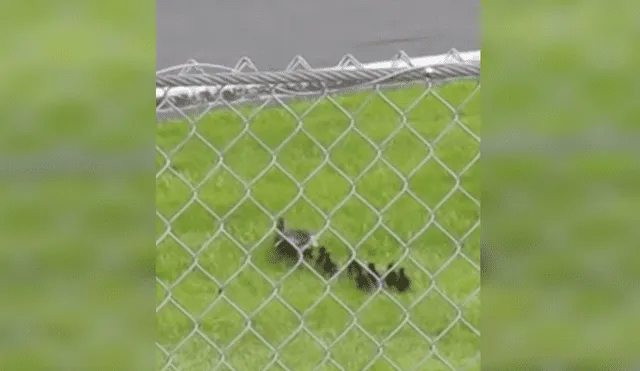 Un grupo de patos cruzaron una pista en mitad de una carrera y estuvieron a punto de morir.