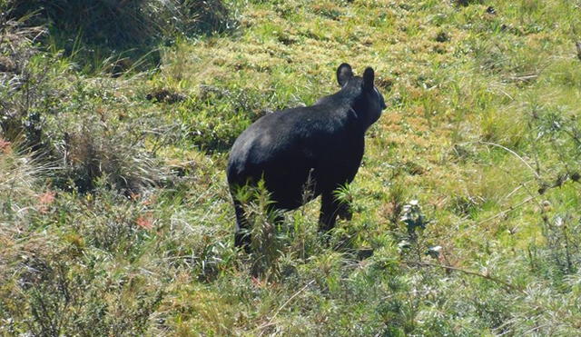 Tapir andino (Foto: Juan Ismael Pusma)