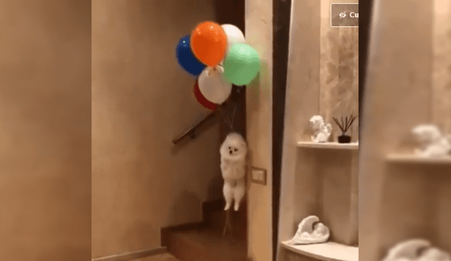 Facebook Viral: La verdad del perro que "voló" tras ser atado a unos globos [VIDEO]