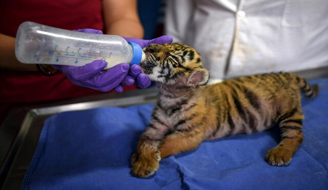 El felino nació en un zoológico en el estado de Veracruz. Foto: AFP