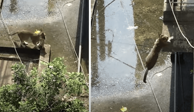 Desliza hacia la izquierda para ver las imágenes del viral de Facebook: Fotocaptura: ViralHog.