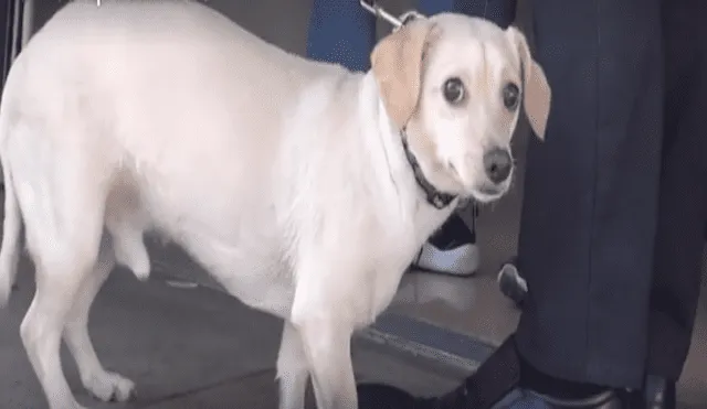 Video es viral en Facebook. Miles han quedado conmovidos con la tierna reacción de este perro que notó que su dueño lo iba a abandonar en un albergue para animales. Foto: Captura.
